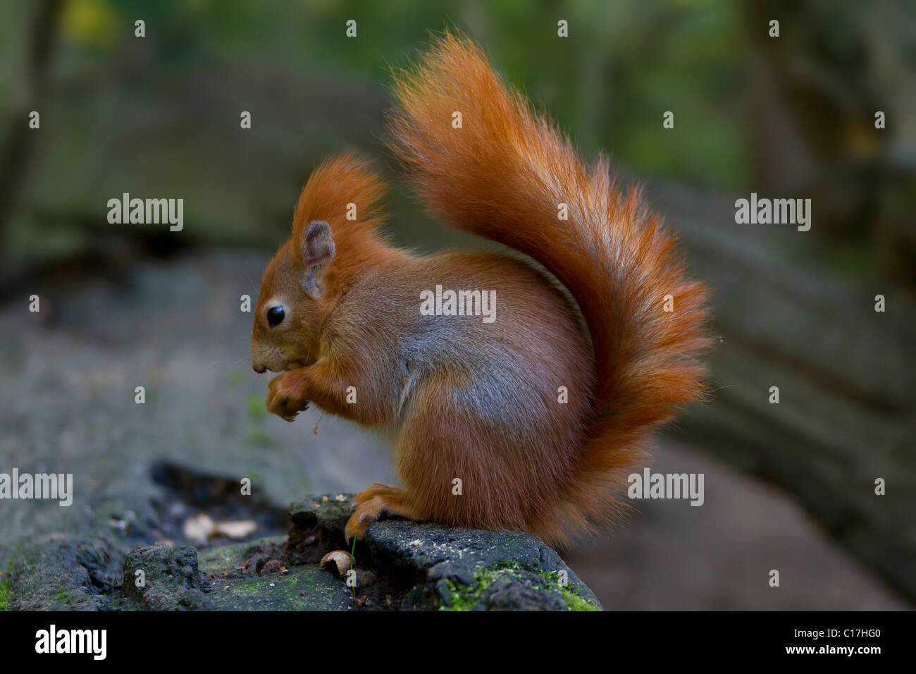 Eurasian red scoiattolo (Sciurus vulgaris) mangiare una nocciola sul tronco di albero, Germania Foto Stock