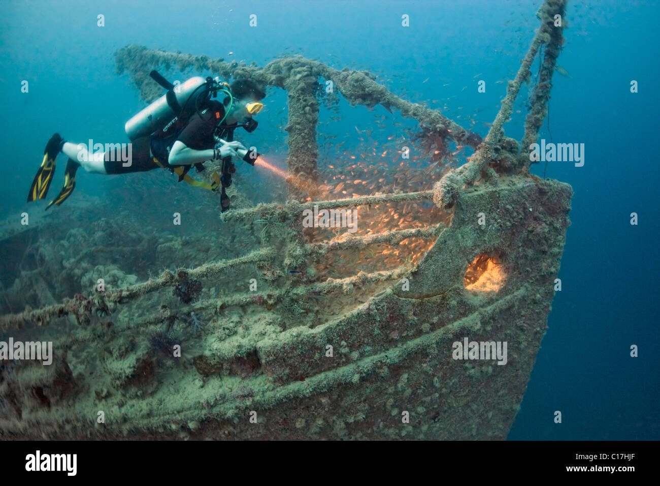 Un subacqueo del fascio di torcia evidenzia il glassfish sulla prua del Rosalie Moller naufragio nel Mare Rosso Golfo di Suez.. Foto Stock