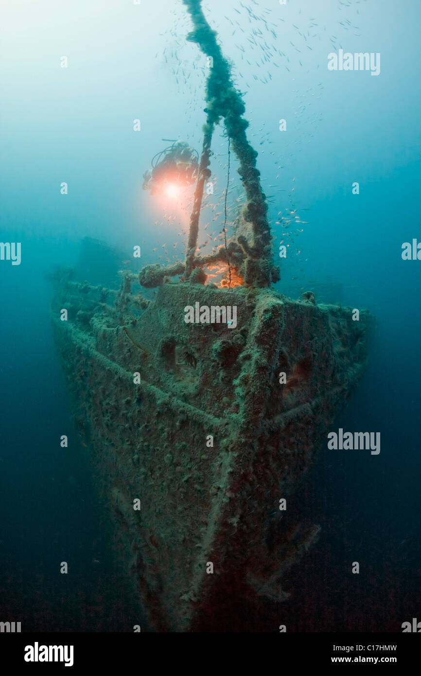 Un subacqueo del fascio di torcia evidenzia il glassfish sulla prua del Rosalie Moller naufragio nel Mare Rosso Golfo di Suez.. Foto Stock