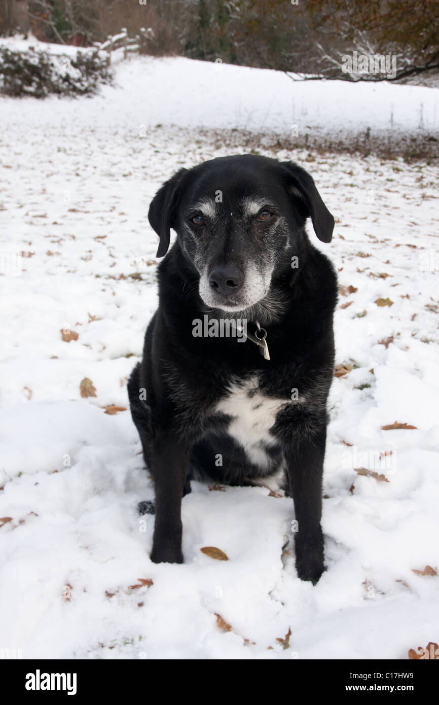 Anziani croce nera labrador cane nella neve Foto Stock