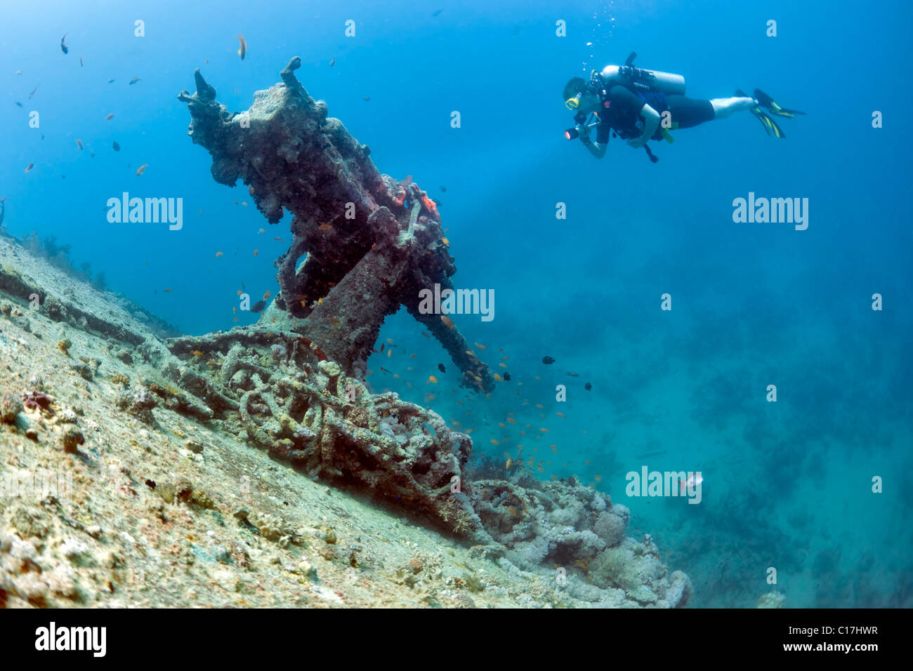 Un subacqueo esamina la pistola di poppa sul Thistlegorm naufragio nel Mare Rosso Golfo di Suez.. Foto Stock