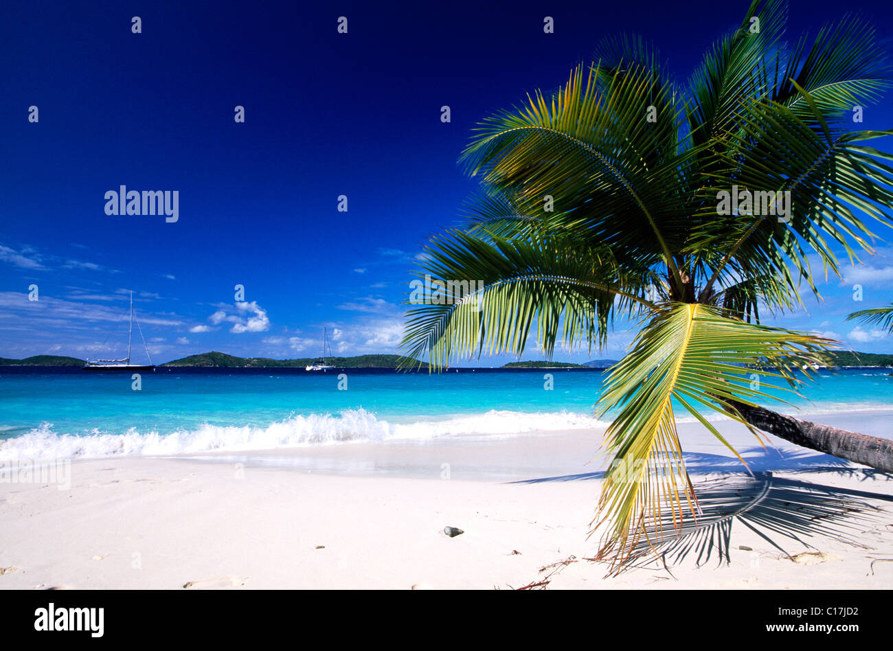 Palm tree su una spiaggia, Salomone Bay, San Giovanni Isola, Isole Vergini degli Stati Uniti d'America, Caraibi Foto Stock