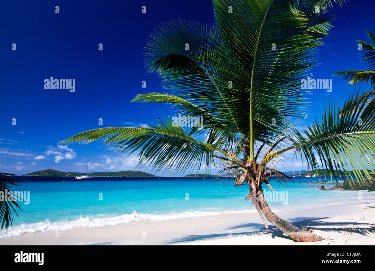 Palm tree su una spiaggia, Salomone Bay, San Giovanni Isola, Isole Vergini degli Stati Uniti d'America, Caraibi Foto Stock