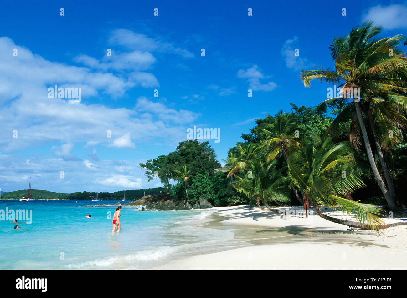 Le palme sulla spiaggia, Salomone Bay, San Giovanni Isola, Isole Vergini degli Stati Uniti d'America, Caraibi Foto Stock