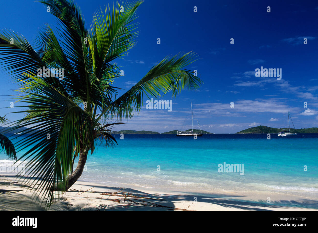 Le palme sulla spiaggia, Salomone Bay, San Giovanni Isola, Isole Vergini degli Stati Uniti d'America, Caraibi Foto Stock