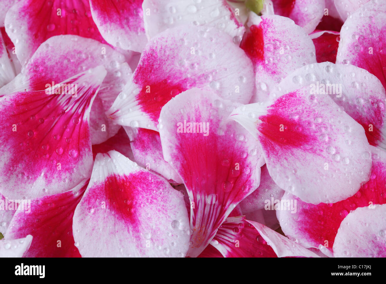 Pelargonium (petali) fiore fata Splash bianco = 'Swewhi' Geranio (fiore fata serie) Pattern dai petali Giugno Foto Stock