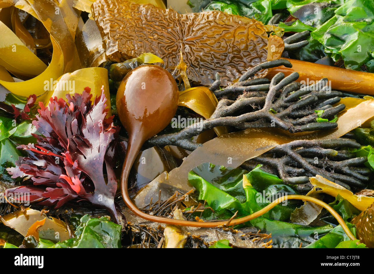 Vari tipi di alghe colorate (Macrocystis), marrone, giallo, verde, rosso Foto Stock