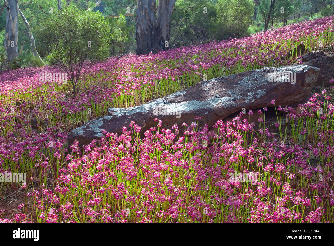 Garland gigli (Calostemma purpureum), gamme Flinder National Park, Sud Australia, Australia Foto Stock