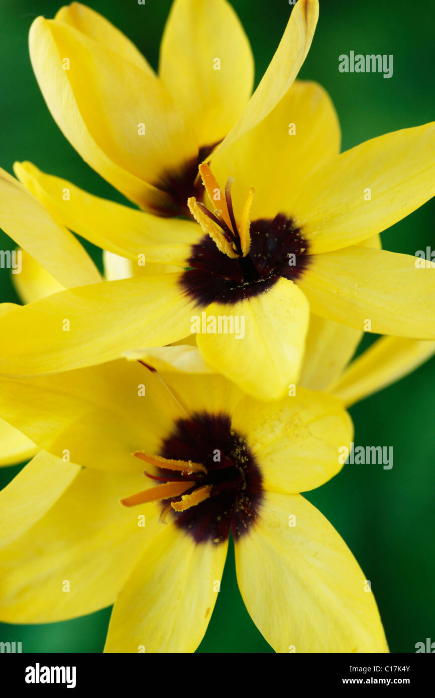 Ixia 'giallo Imperatore' Corn lily Giugno Foto Stock