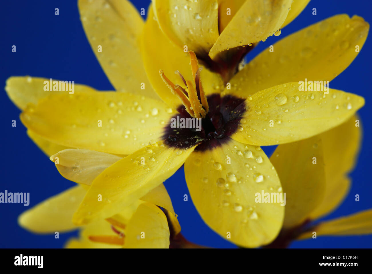 Ixia 'giallo Imperatore' Corn lily Giugno Foto Stock
