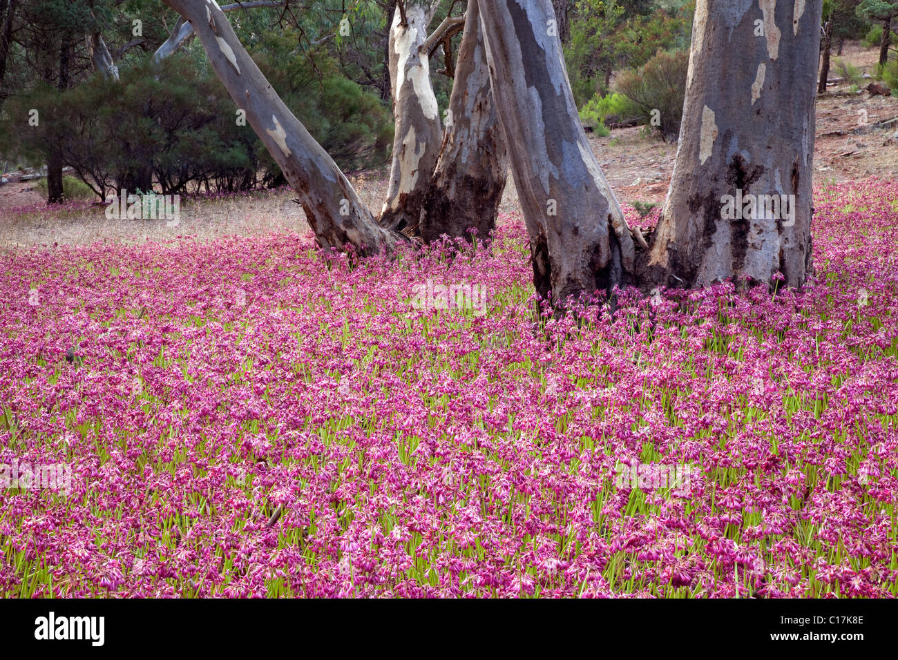 Garland gigli (Calostemma purpureum), gamme Flinder National Park, Sud Australia, Australia Foto Stock