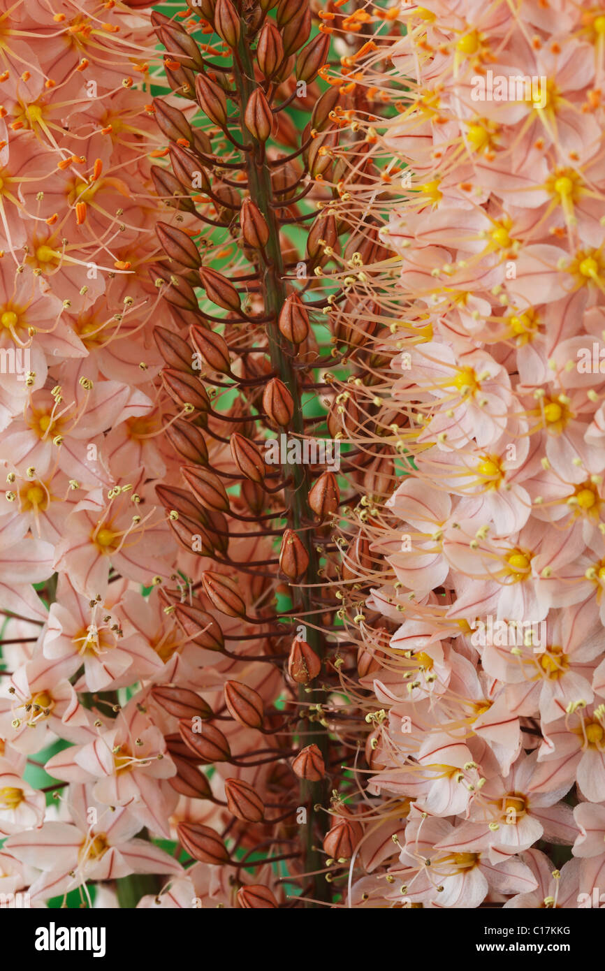 Eremurus 'l'Oase " Giglio di coda di volpe, deserto candela fiori e boccioli di fiori recisi Giugno Foto Stock