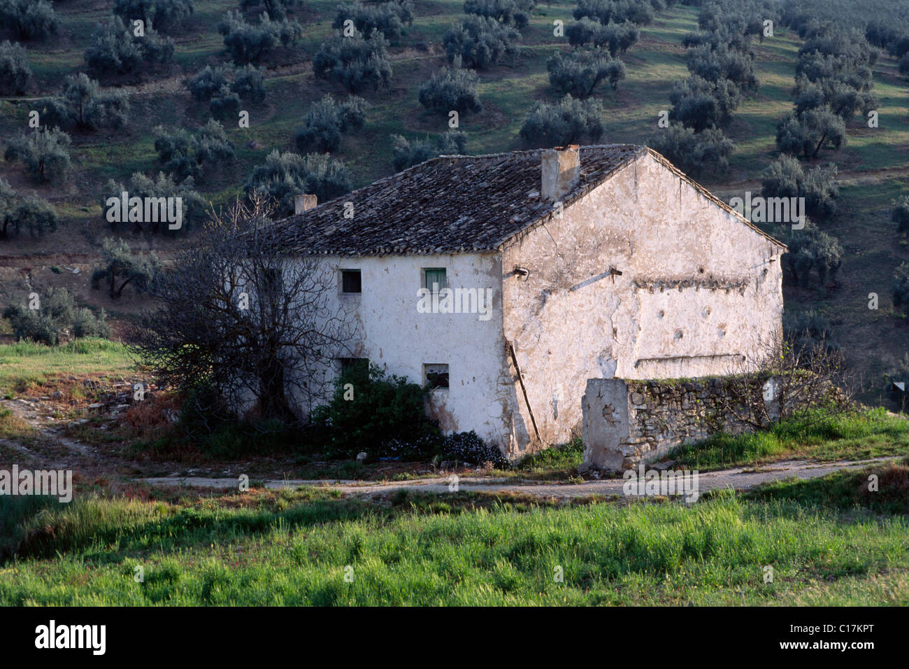 Vecchia casa di fronte ad un frutteto di oliva, Provincia di Jaen, Andalusia, Spagna, Europa Foto Stock