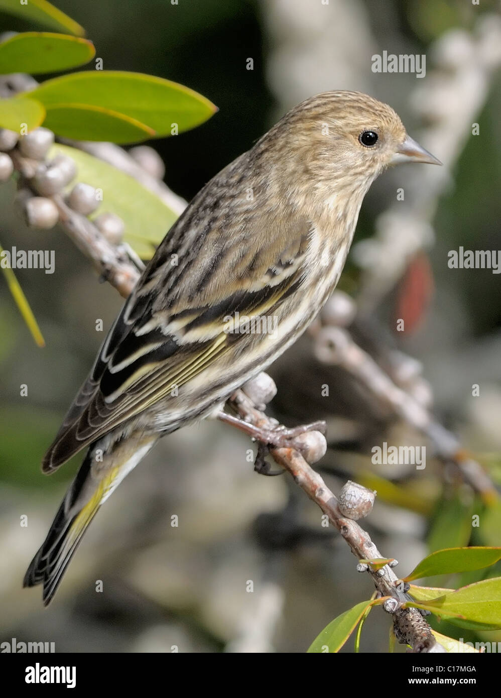 Pine Siskin (Spinus pinus) appollaiato su un ramo, mostrando striature di piumaggio e ali gialle lampeggianti. Piccolo finch comune nelle foreste e nei giardini di conifere Foto Stock