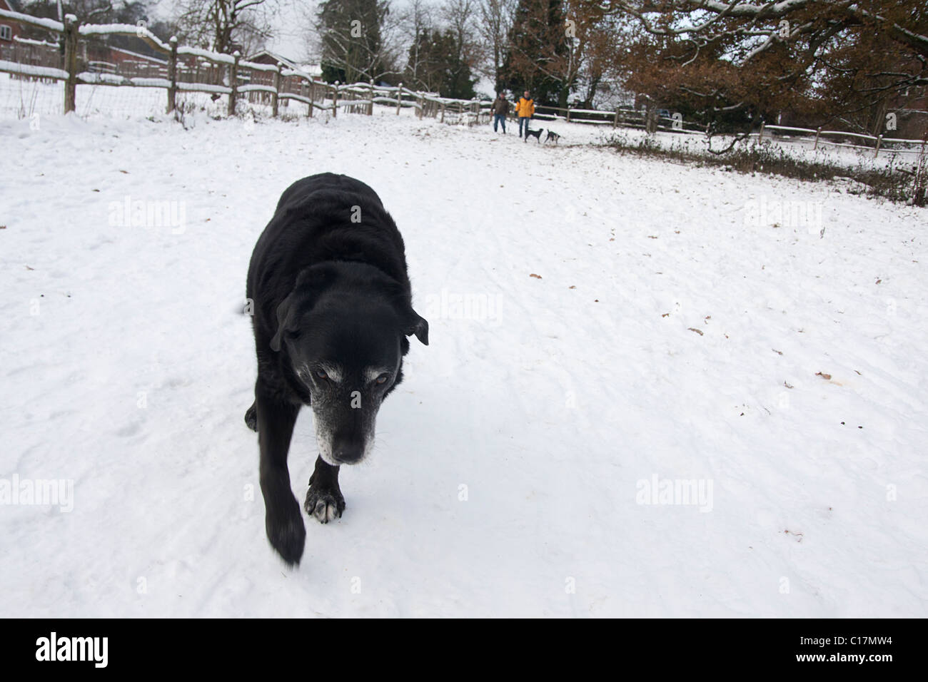 Anziani labrador nero cross cane a piedi nella neve Foto Stock