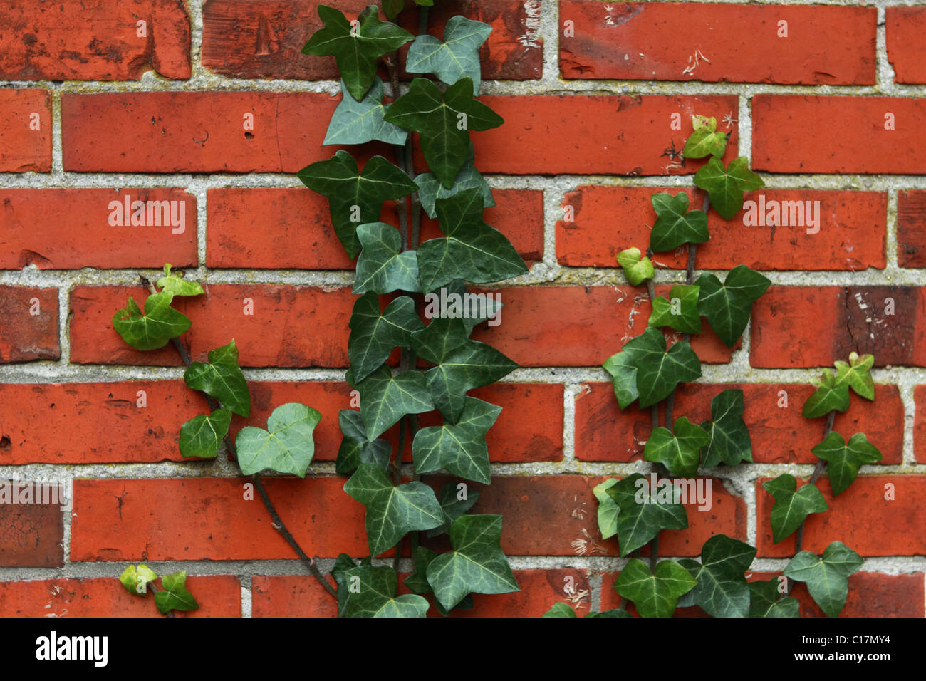 Parete astratta texture con piante verdi Foto Stock