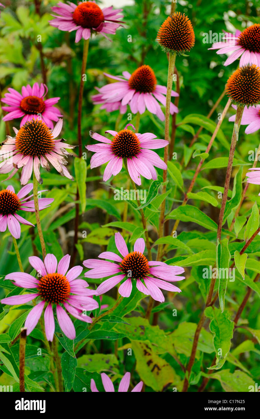 Orientale Coneflower viola (Echinacea purpurea) Foto Stock