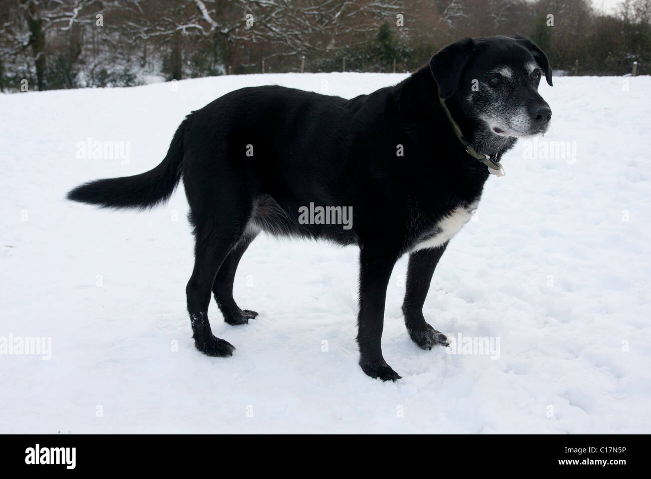 Anziani croce nera labrador cane nella neve Foto Stock