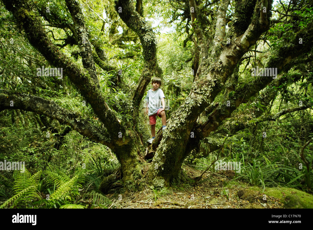 Antichi boschi nativi, Nuova Zelanda Foto Stock