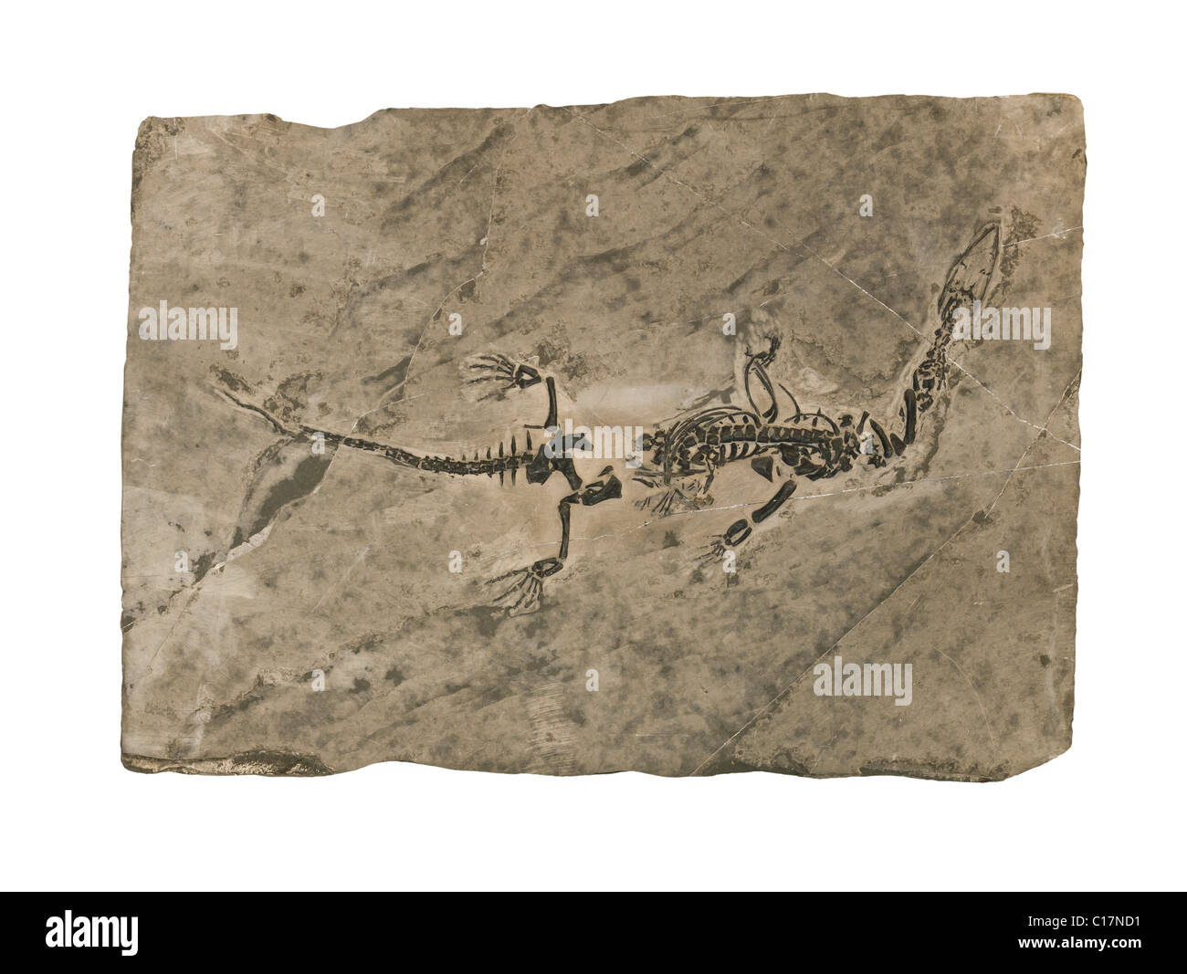 Rettili fossili Keichosaurus hui dal periodo Triassico. Lunghezza 25 cm. Foto Stock