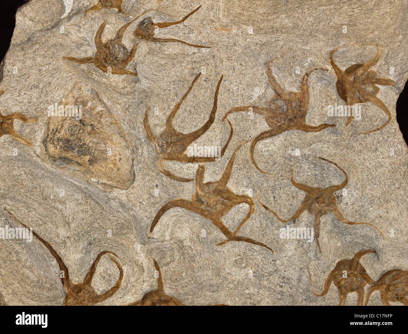 Starfish fossili - Lapworthura sp. - Dal periodo Ordovician. Diametro medio di 7 cm. Foto Stock