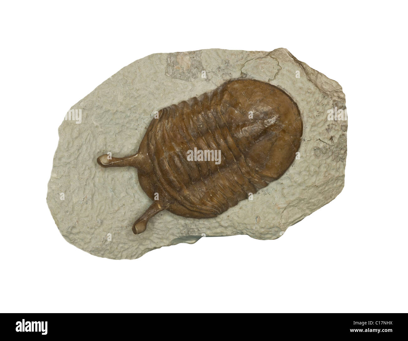 Fossili - trilobata Asaphus kowellewski - dal periodo Ordovician 450m anni fa. Lunghezza 5 cm. Foto Stock