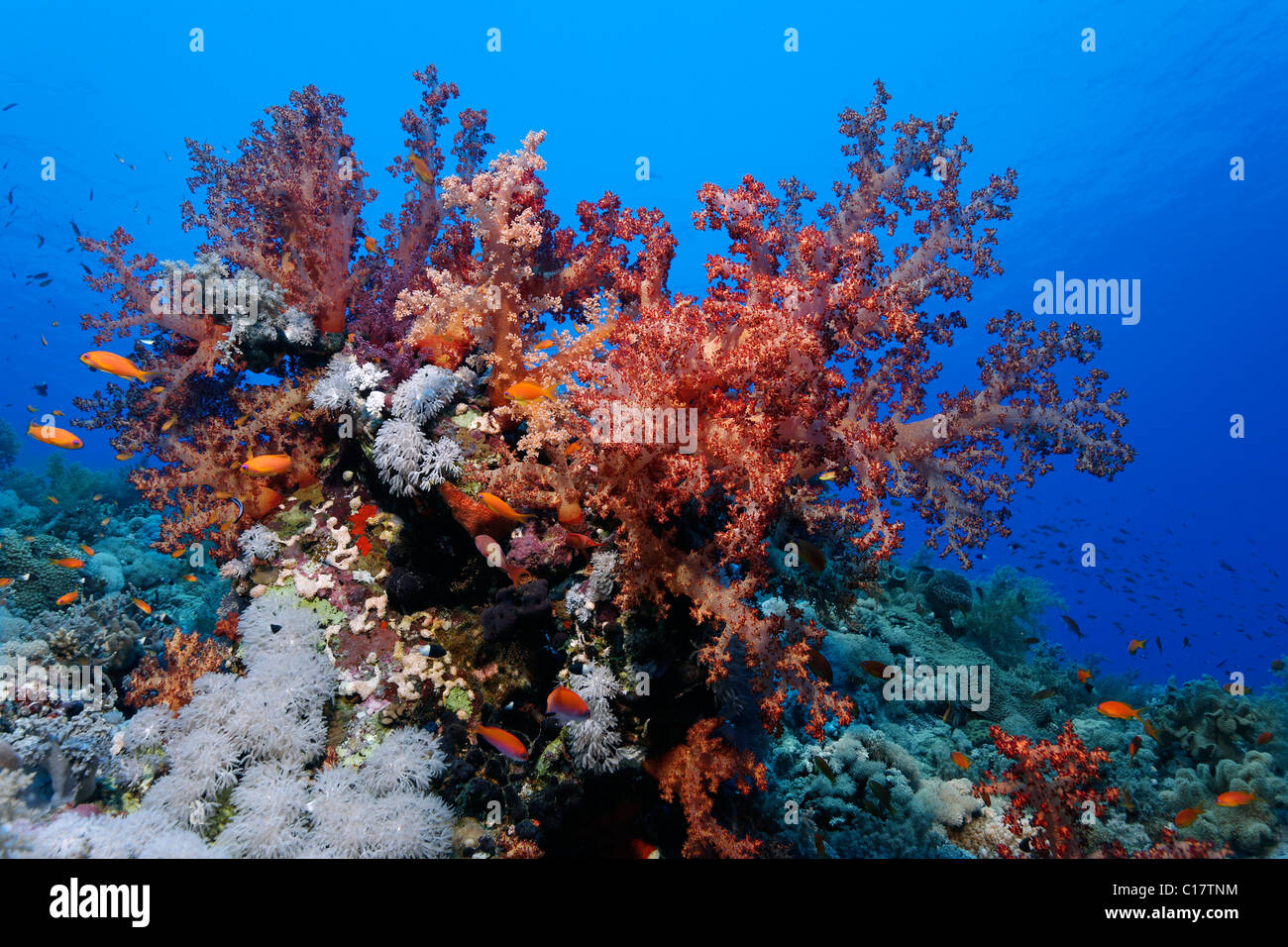 Multicolore di barriera corallina con soft incrostanti- e coralli di pietra, Fairy Basselets (Pseudanthias sp.), Hurghada, fratello isole Foto Stock