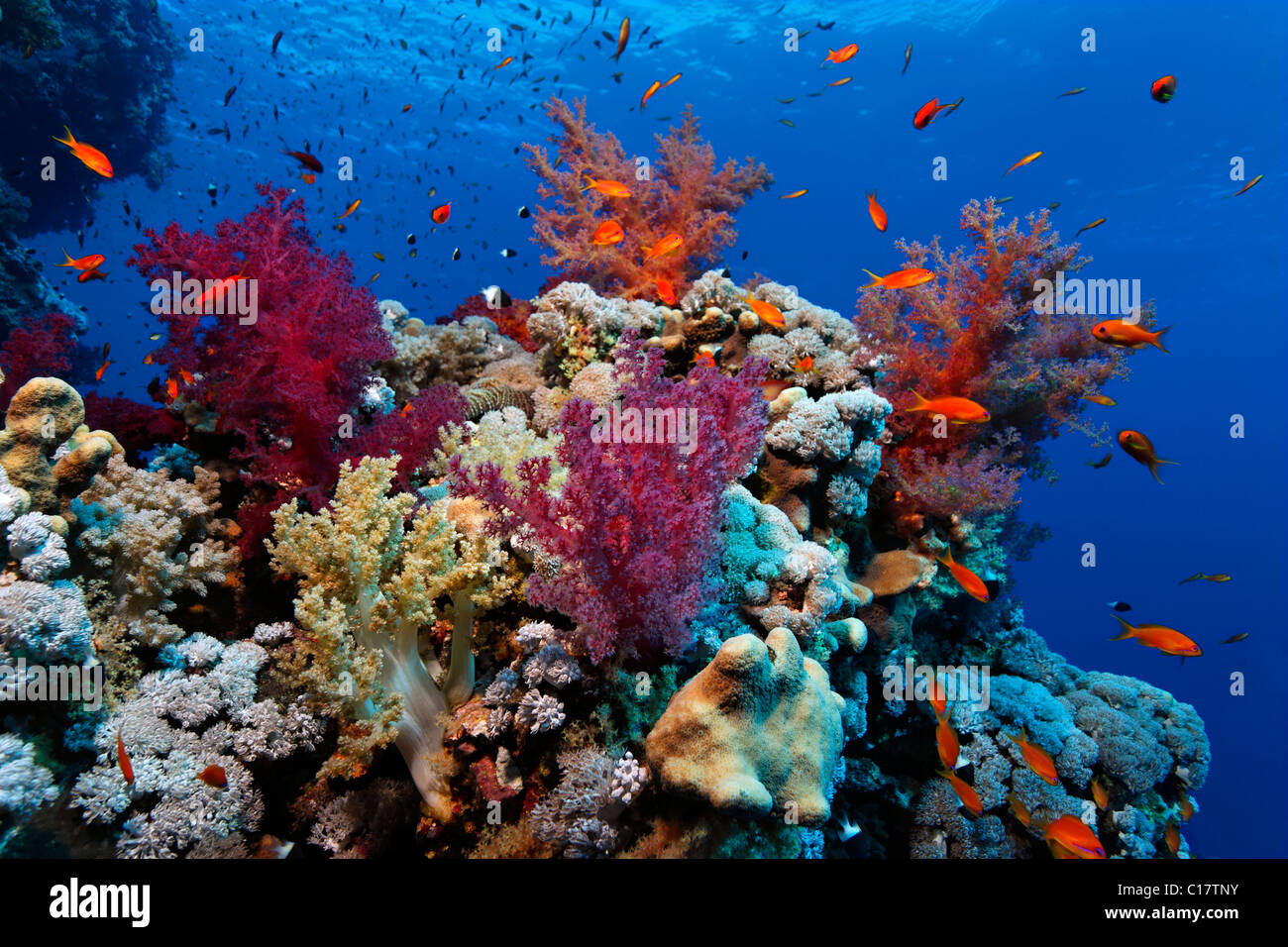 Coral reef incrostanti con soft- e coralli di pietra, Hurghada, fratello isole, Mar Rosso, Egitto, Africa Foto Stock