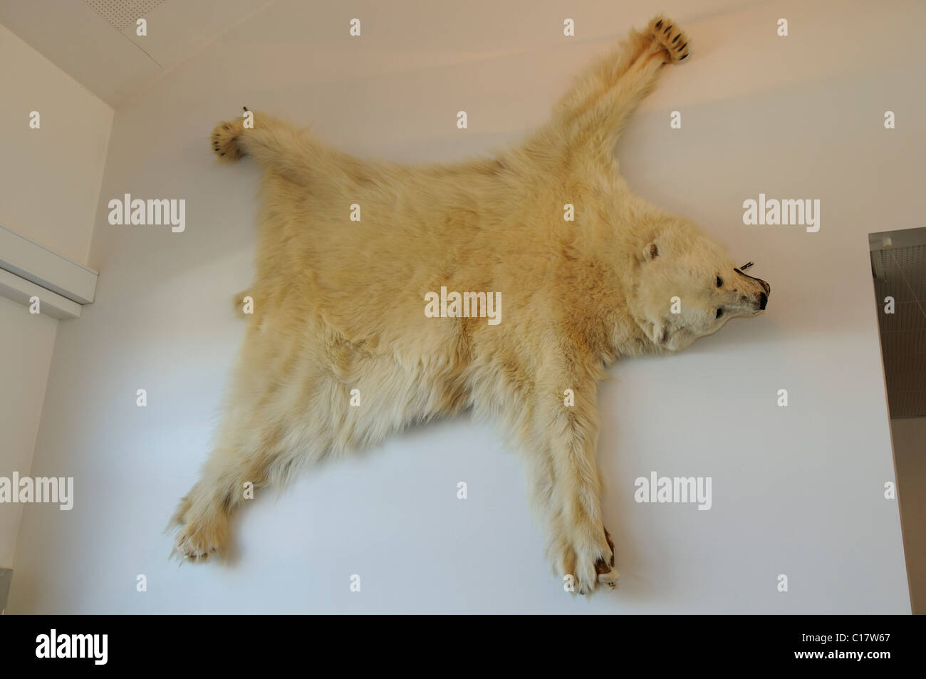 Pelliccia orso polare immagini e fotografie stock ad alta risoluzione -  Alamy