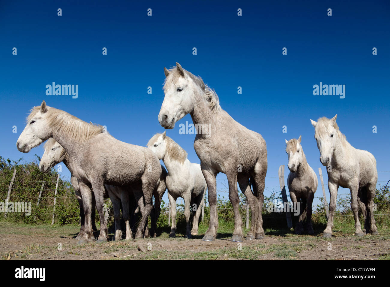 Cavalli Camargue, Camargue, Francia Meridionale, Europa Foto Stock