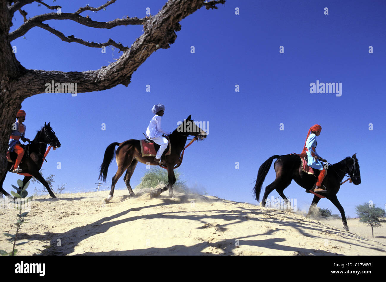 India Rajasthan, villaggio di Narlai, maneggio cavalli Marwari Foto Stock