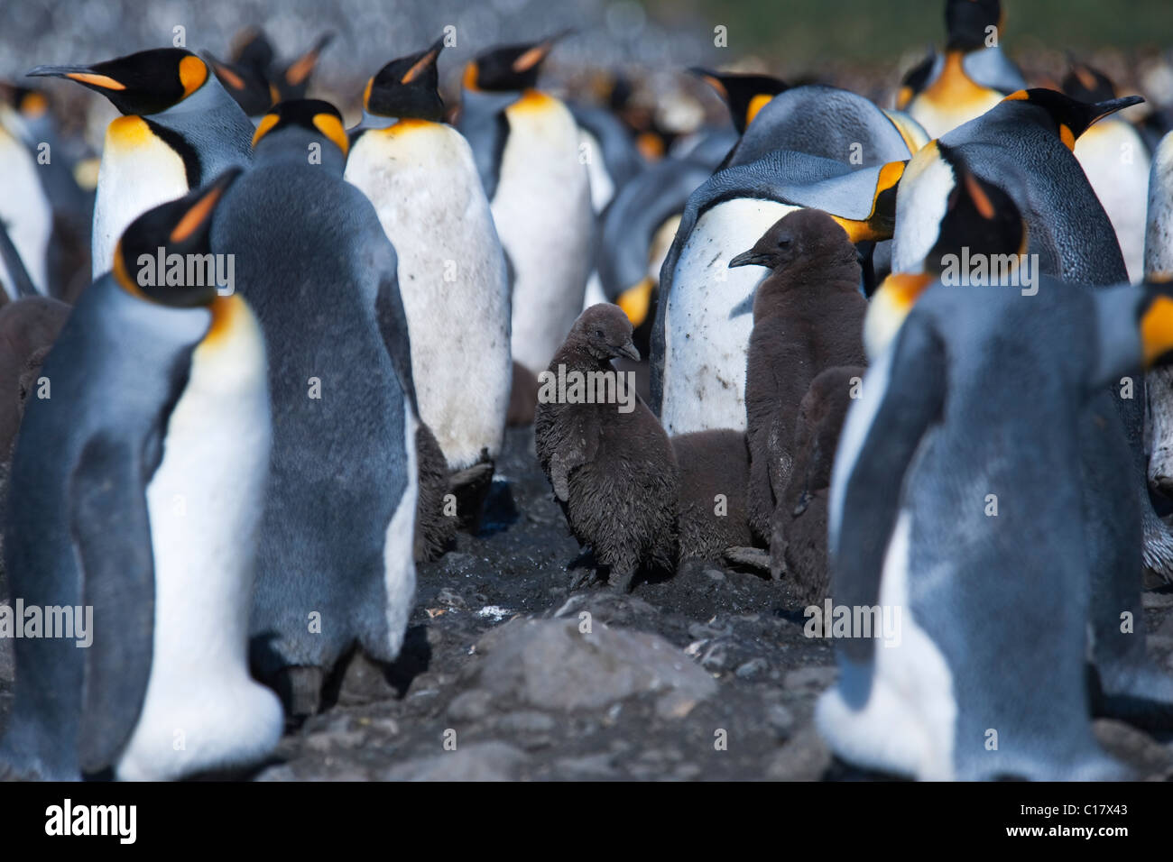 Re pinguino pulcino (Aptenodytes patagonicus) tra colonia. Salisbury Plain, Georgia del Sud e Oceano Atlantico. Foto Stock