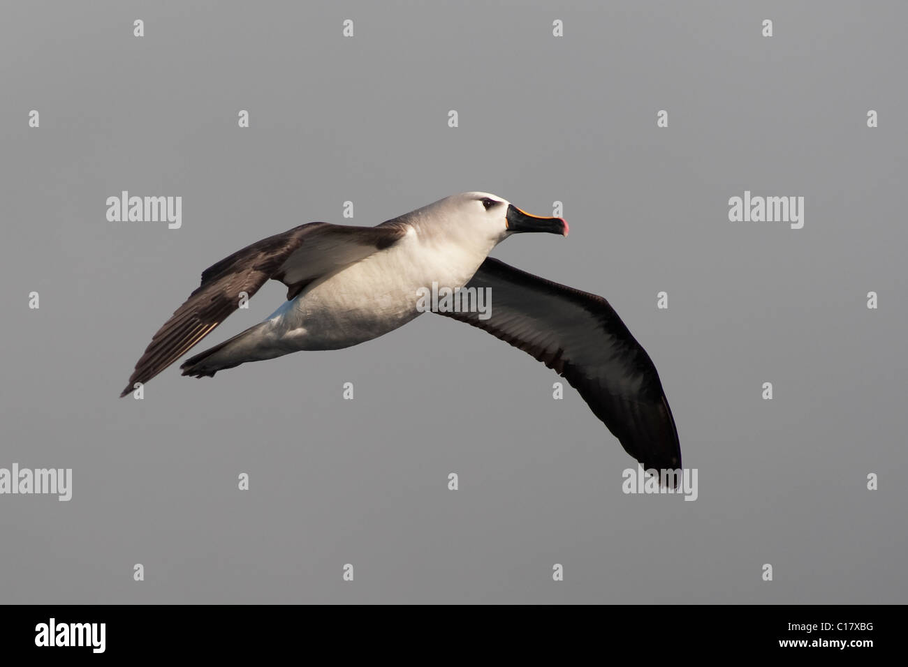 Atlantic giallo-naso (Albatross Thalassarche chlororhynchos chlororhynchos) uccello adulto soaring . Foto Stock