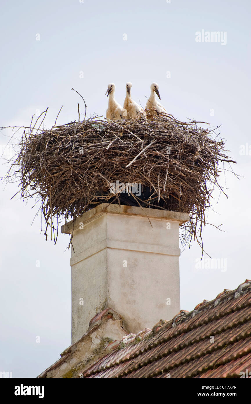 Tre giovani cicogne (Ciconiidae) appollaiati su un nido, Krumbach, bassa Austria, Austria, Europa Foto Stock