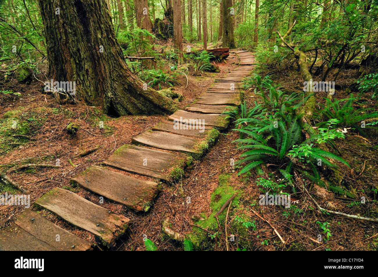 Percorso fatto di tavole di legno, che conduce attraverso la foresta pluviale al punto di sabbia, il Parco Nazionale di Olympic, Washington, USA, America del Nord Foto Stock