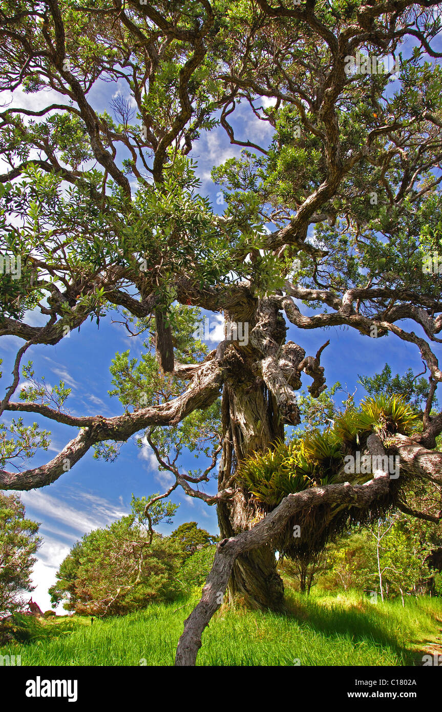 Grande albero a Baia della Balena, Tutukaka Costa, regione di Northland, Isola del nord, Nuova Zelanda Foto Stock