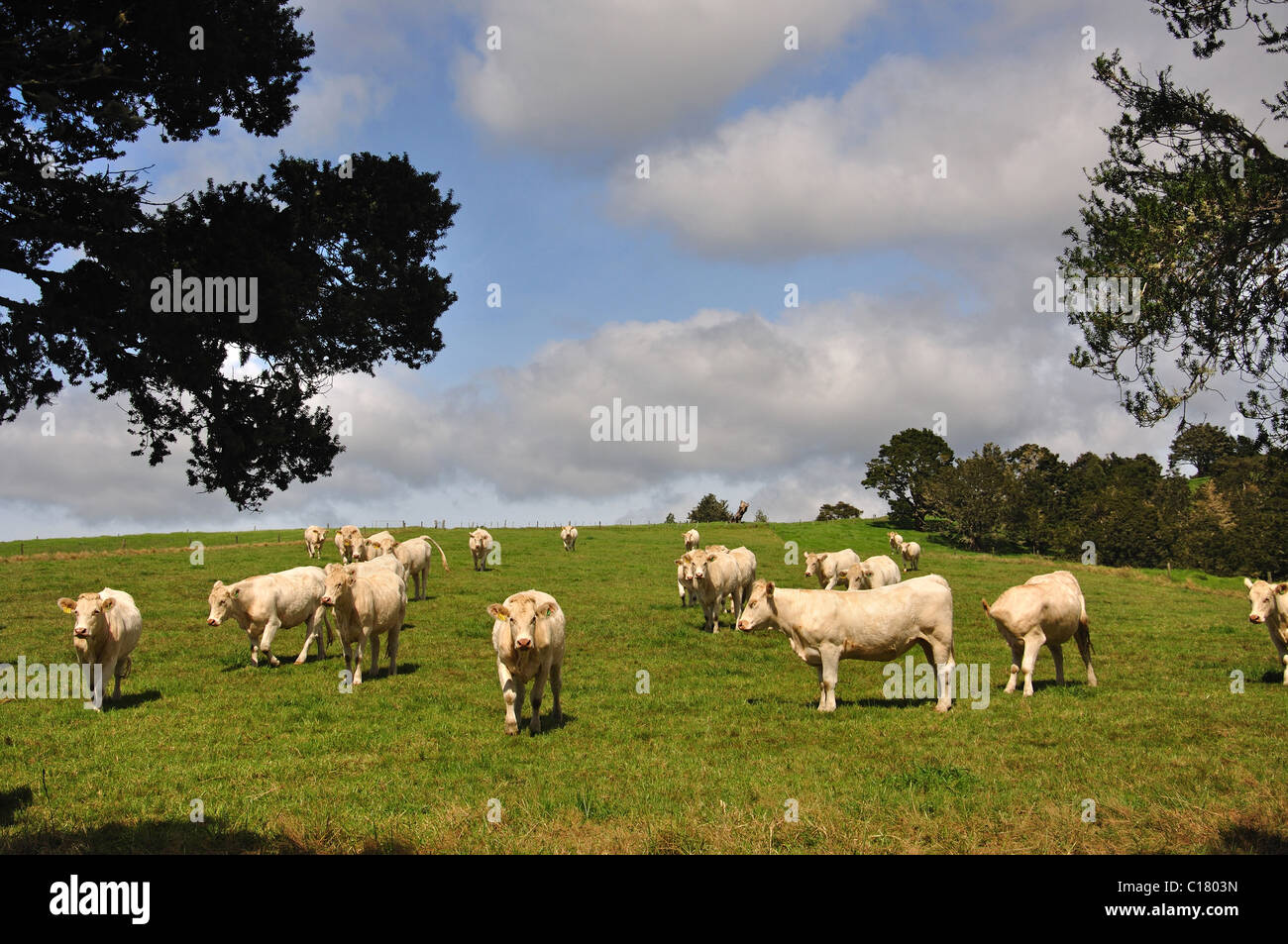 Bovini da carne nel campo nei pressi di Kaitaia, regione di Northland, Isola del nord, Nuova Zelanda Foto Stock