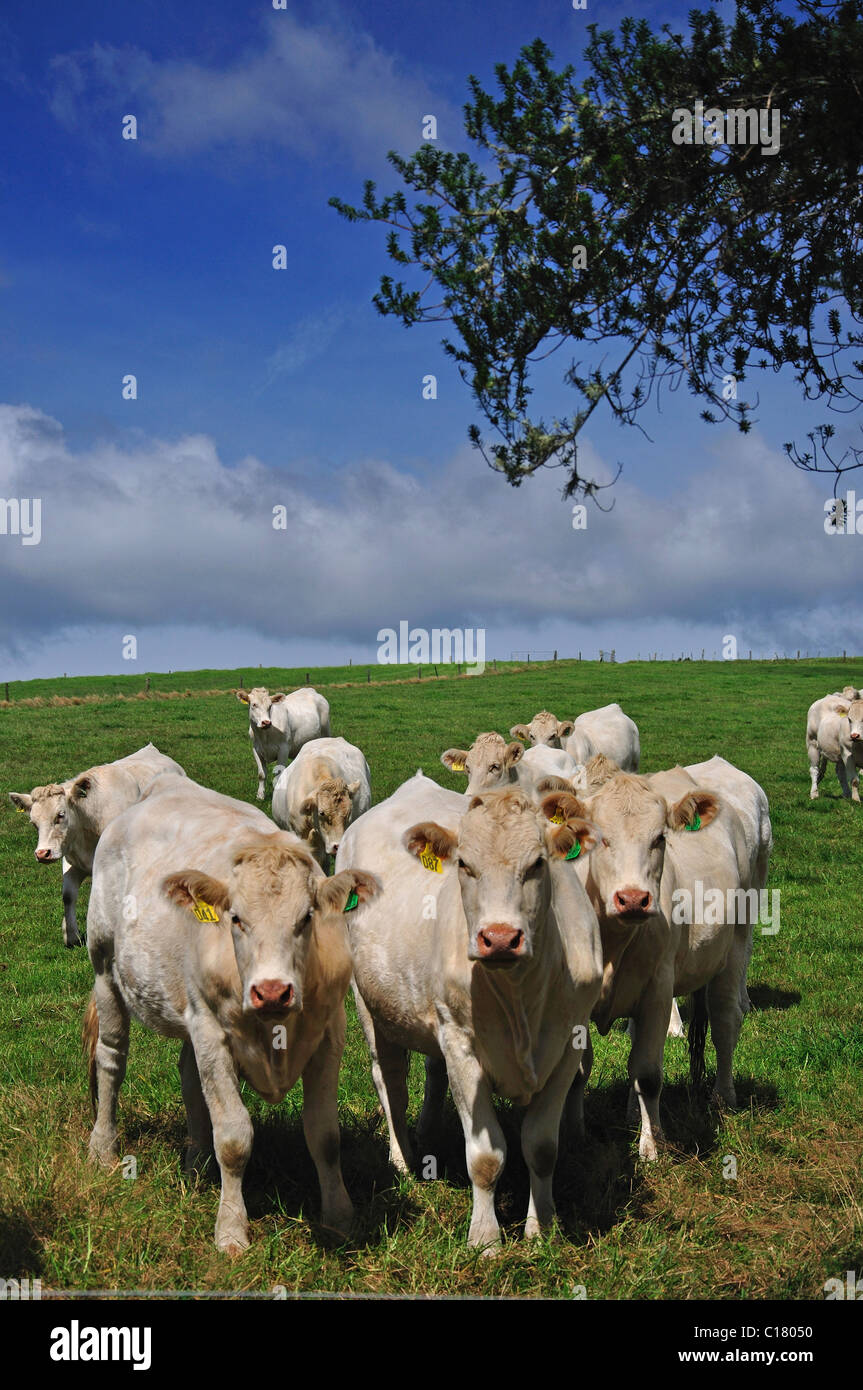 Bovini da carne nel campo nei pressi di Kaitaia, regione di Northland, Isola del nord, Nuova Zelanda Foto Stock