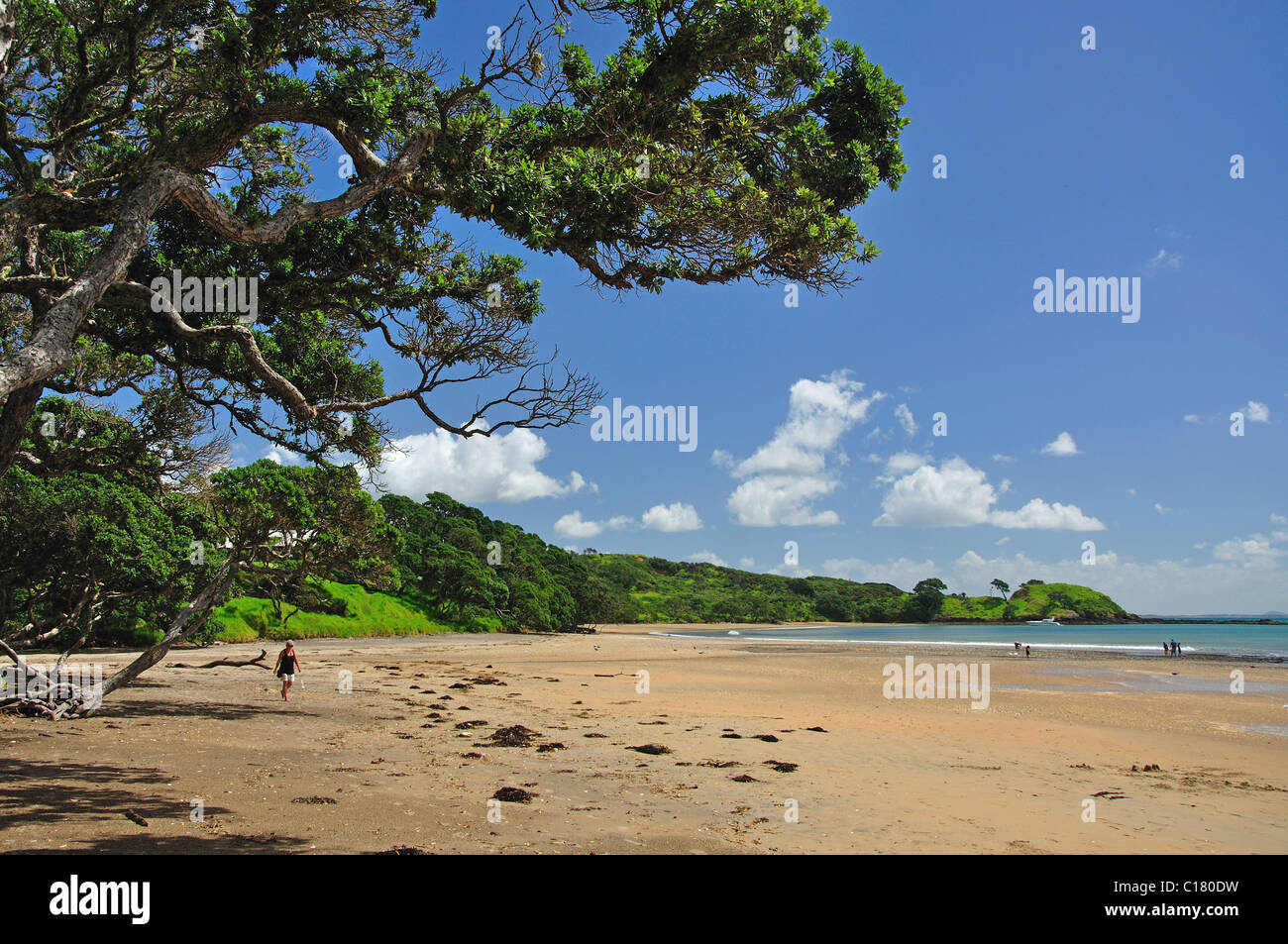 Cooper's Beach, regione di Northland, Isola del nord, Nuova Zelanda Foto Stock