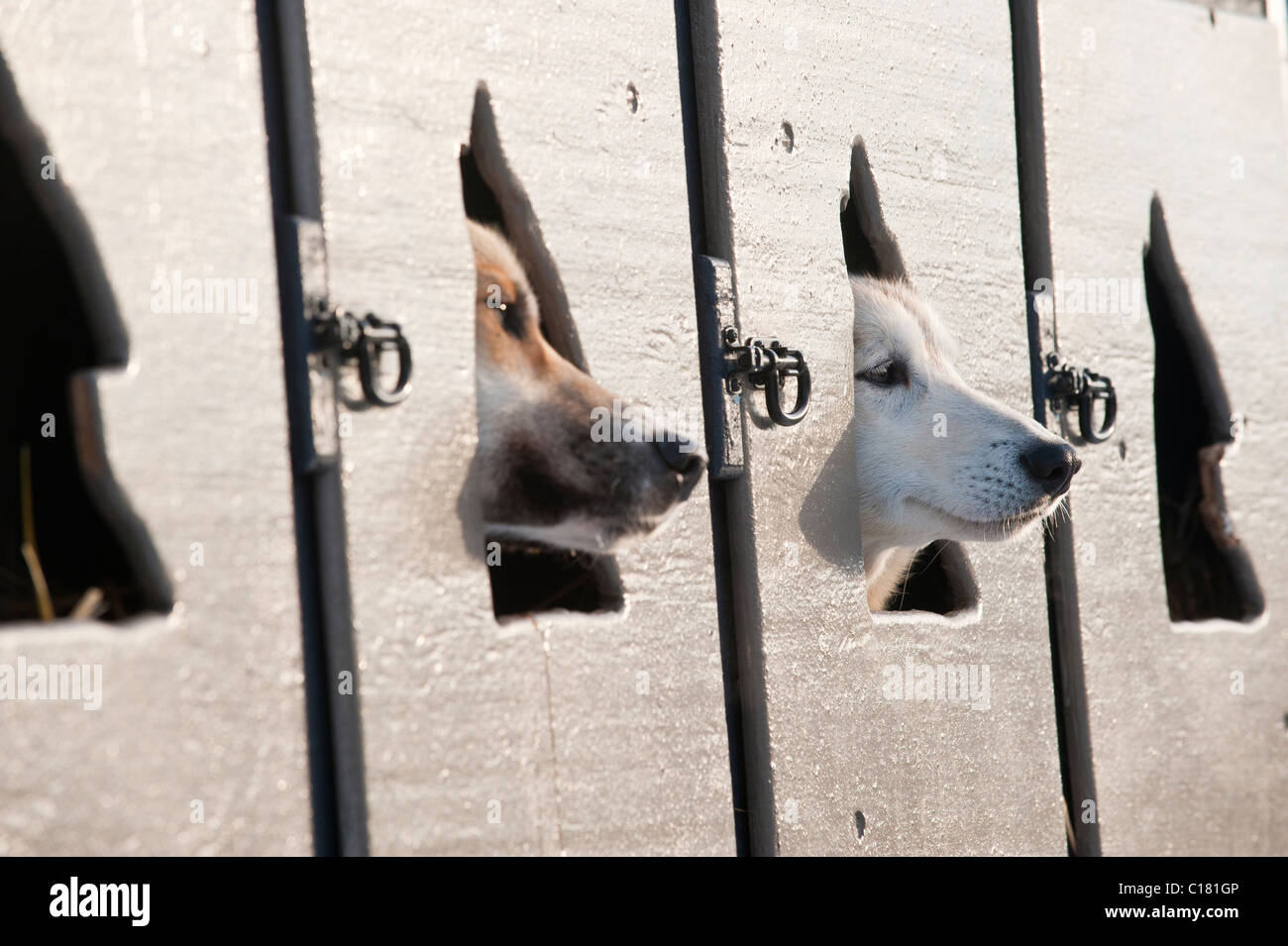 JUSTIN SAVIDIS' SLED DOG Foto Stock