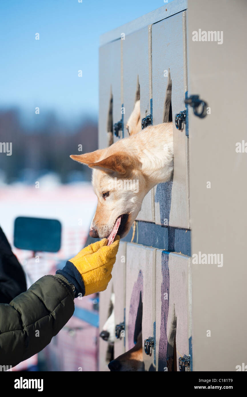 Uno SLED DOG richiede un trattamento da un musher Foto Stock