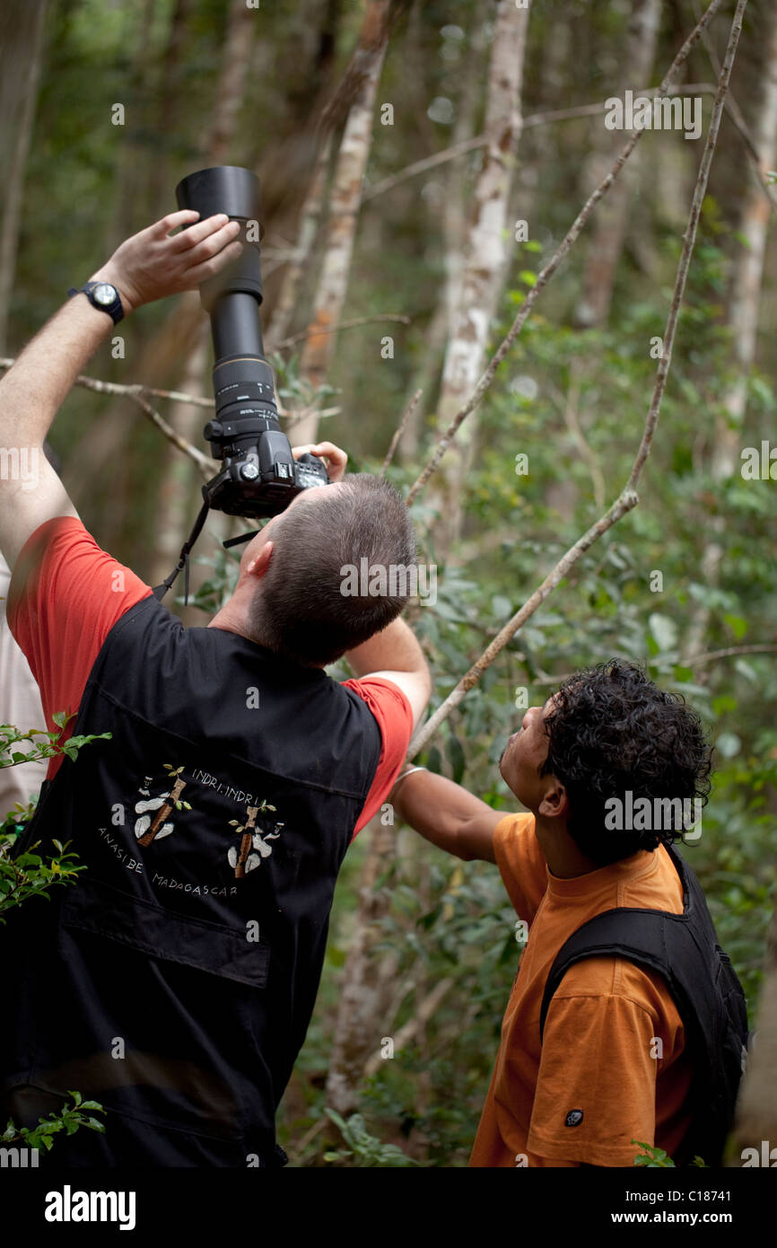 Fauna locale guida sottolineando Indri Lemur soggette al turista fotografo. Andasibe National Park, Madagascar. Foto Stock