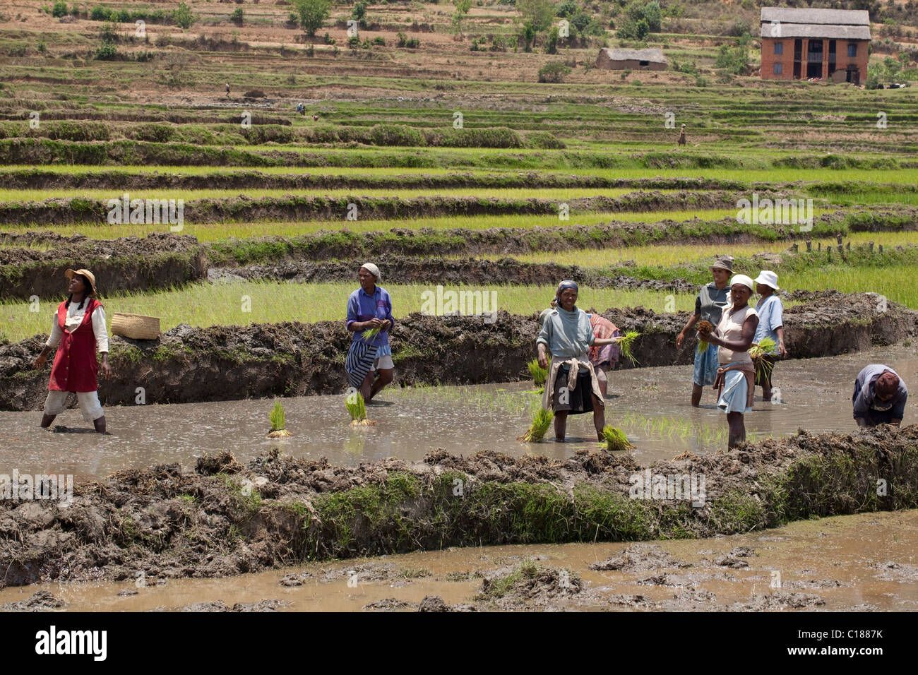 Riso (Oryza sativa). Le donne di piantare le piantine in arginati risaie. Madagascar. Novembre. Foto Stock