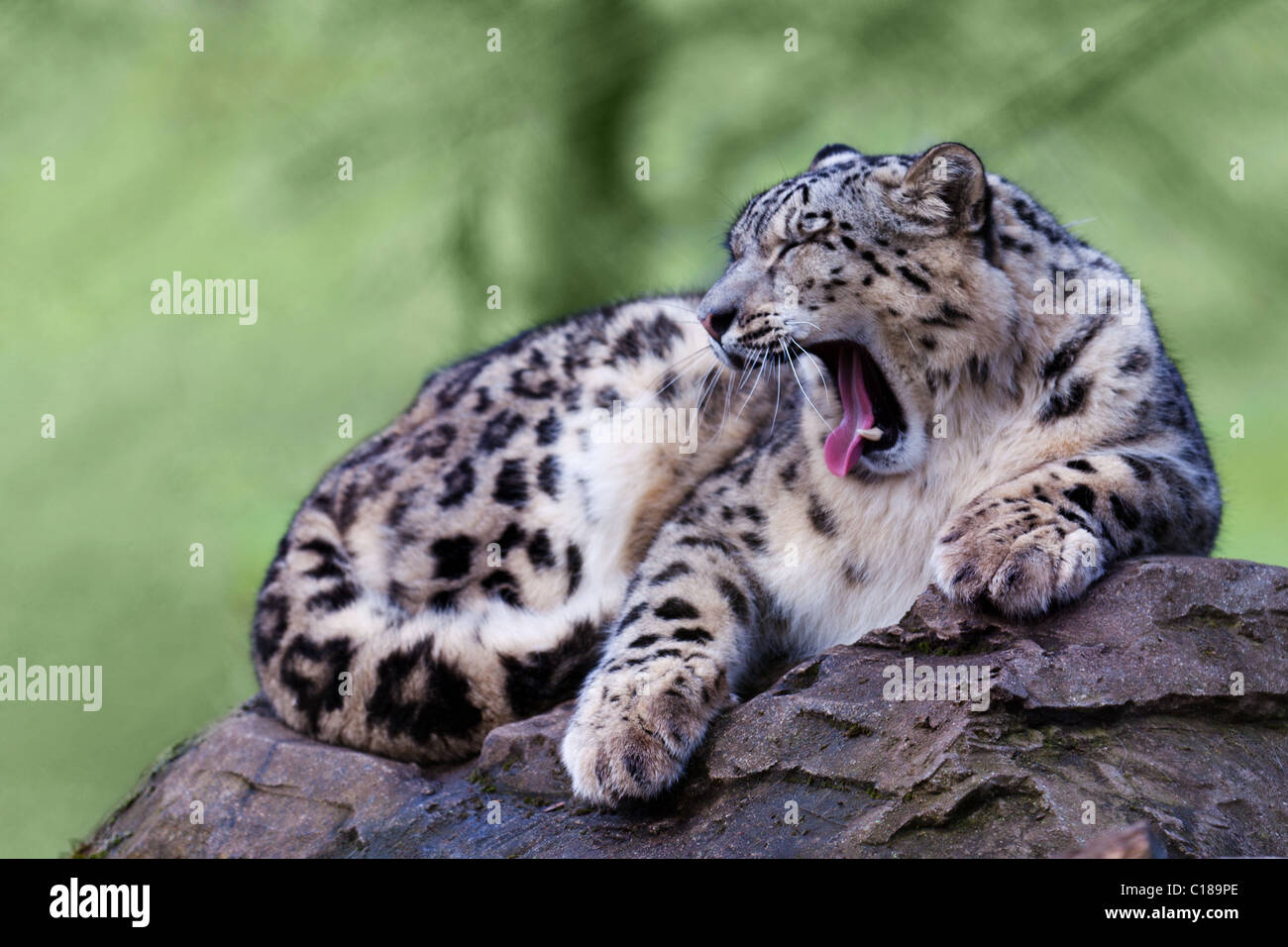 Snow Leopard seduto su una roccia a sbadigliare Foto Stock