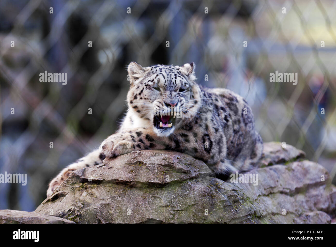 Snow Leopard seduto su una roccia ruggente Foto Stock