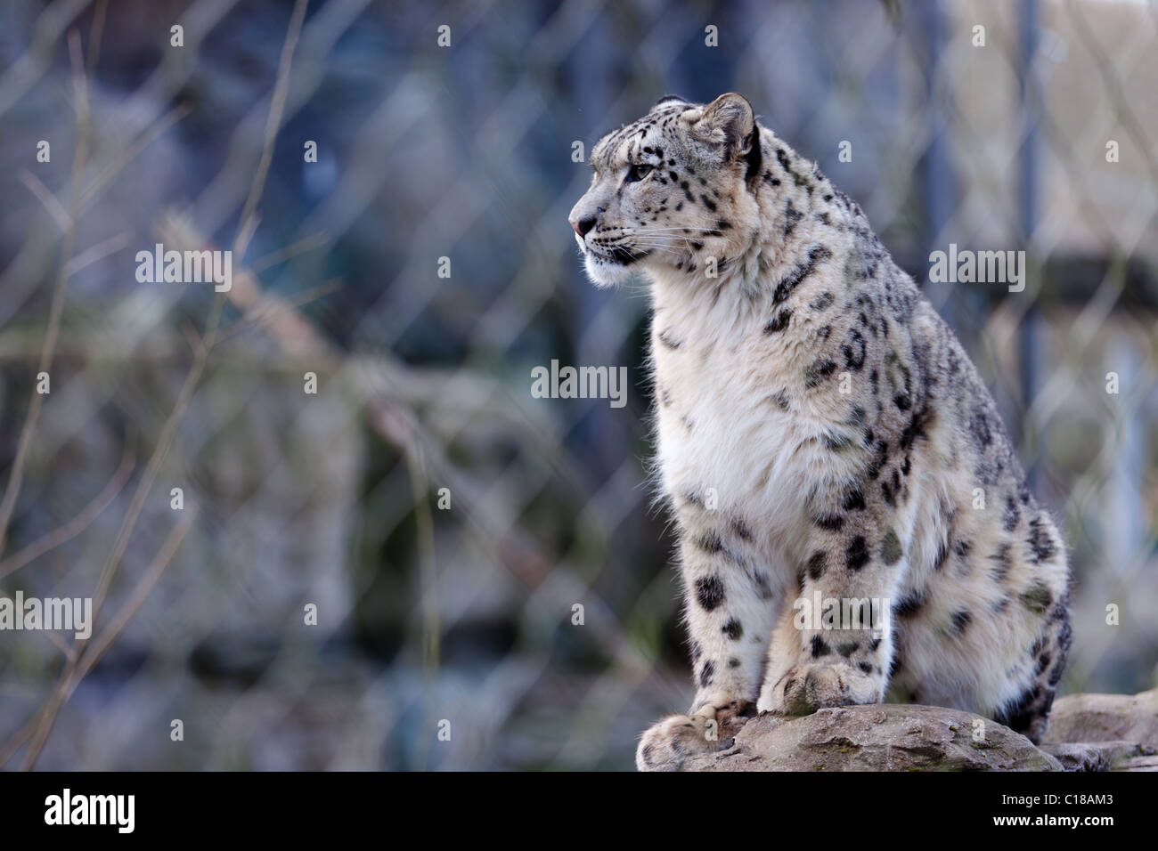 Snow Leopard seduto su una roccia Foto Stock