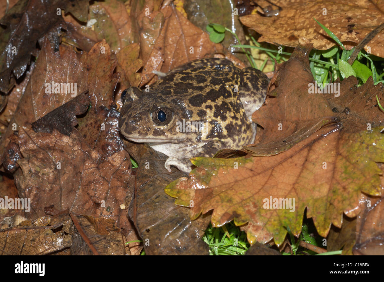 Western Spadefoot Toad (Pelobates cultripes) Foto Stock