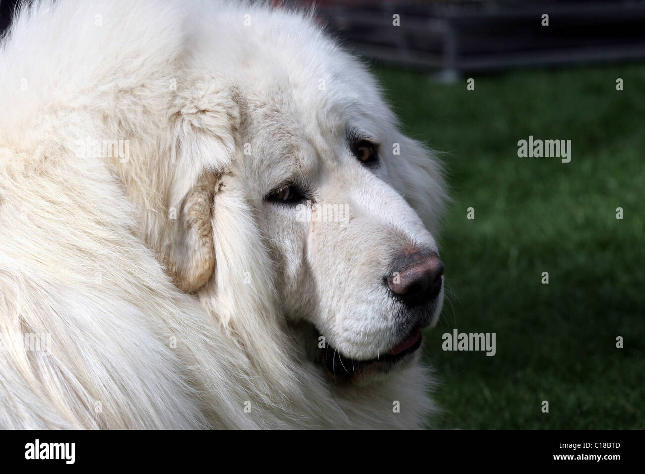 mix di pastore mastino tibetano