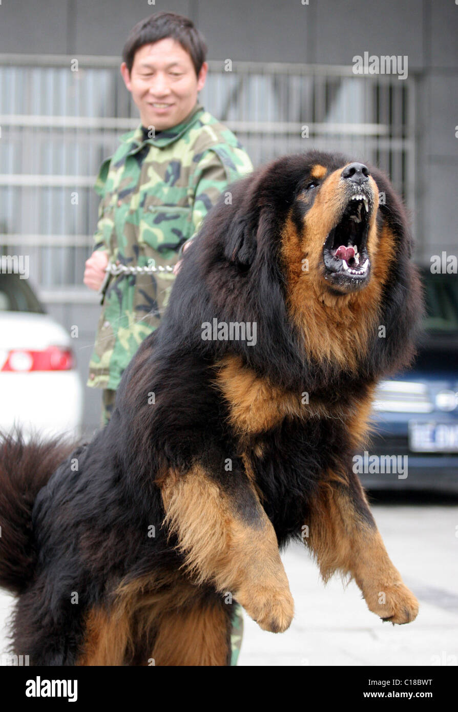 La concorrenza rigida questi Mastino tibetano sono cani per qualche feroce  concorrenza! I canini mostrano i loro denti e lucentezza Foto stock - Alamy