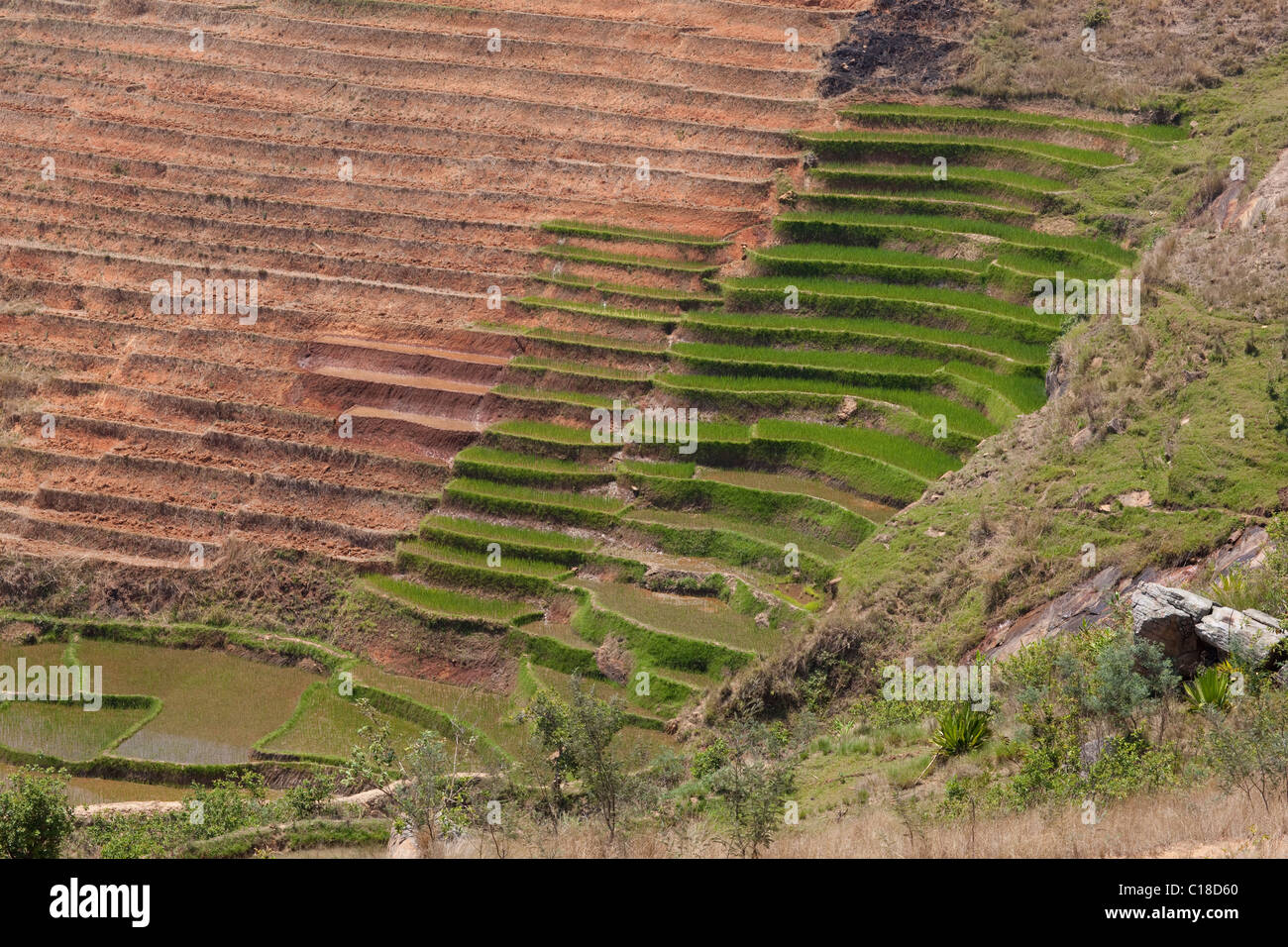 Lungo la valle del fiume gestito per il riso (Oryza sativa), coltivazione. Madagascar meridionale. Foto Stock